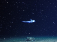 Coryphaenoides acrolepis