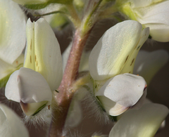 Lupinus malacophyllus