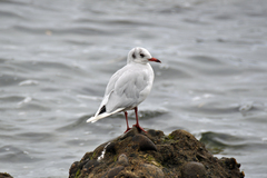 Chroicocephalus maculipennis