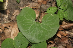 Asarum canadense reflexum