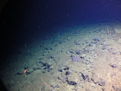 Microstomus bathybius