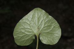 Asarum canadense reflexum