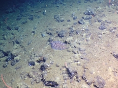 Microstomus bathybius