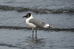 Leucophaeus pipixcan