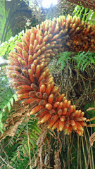 Gunnera tinctoria