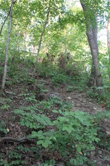 Asarum canadense reflexum