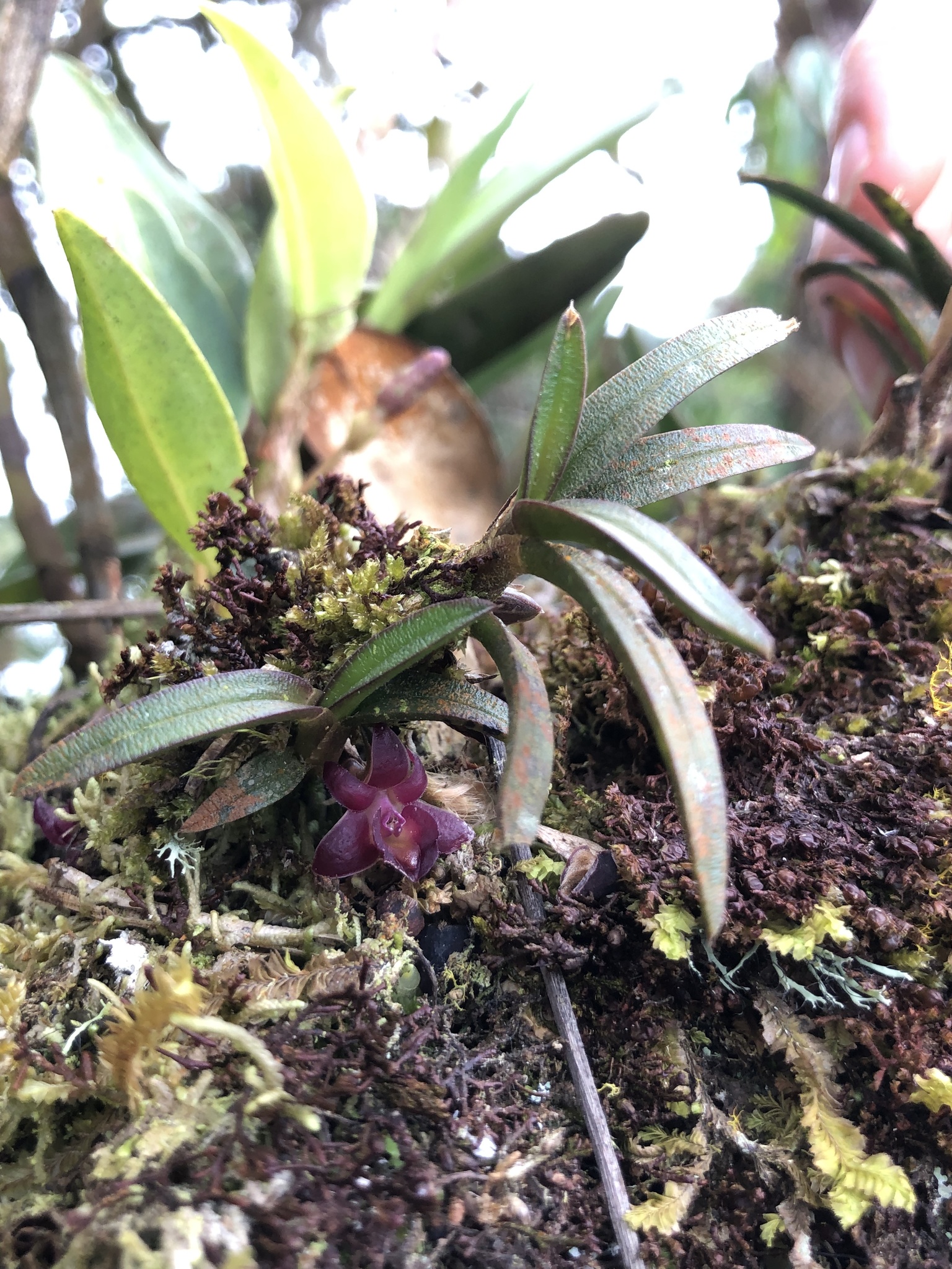 Epidendrum rhodovandoides Hágsater