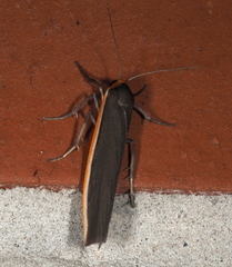 Palaeosia bicosta