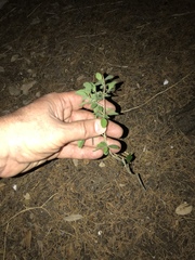 Diospyros texana