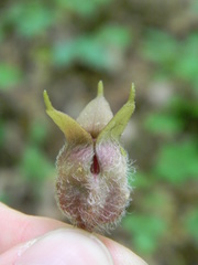 Asarum canadense reflexum