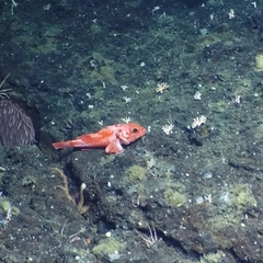 Sebastolobus alascanus