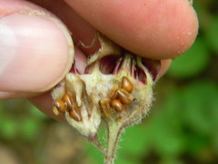 Asarum canadense reflexum