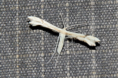 Crassuncus pseudolaudatus