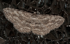 Psilosticha absorpta