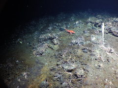 Sebastolobus alascanus