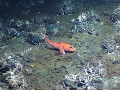 Sebastolobus alascanus