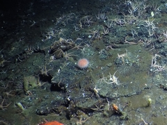 Strongylocentrotus fragilis