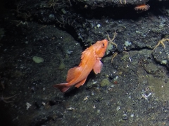 Splitnose Rockfish photo 1