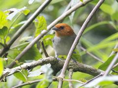 Thlypopsis fulviceps