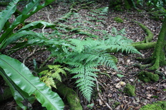 Asplenium laserpitiifolium