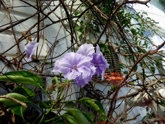 Solanum wendlandii