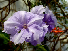 Solanum wendlandii