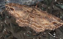 Chloroclystis filata