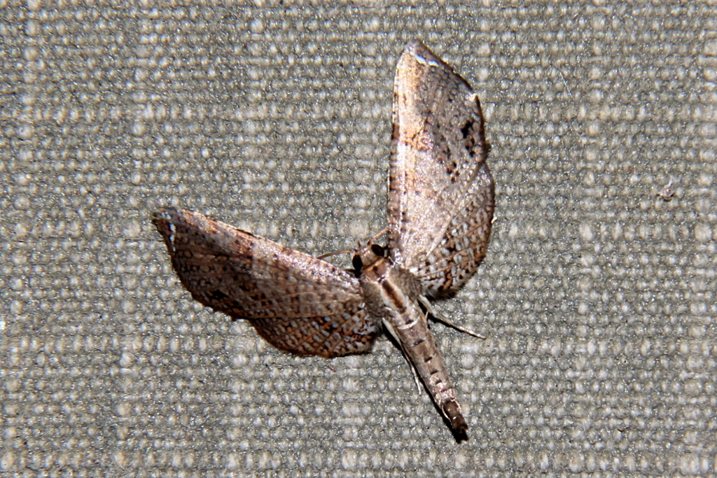 Opula chopardi