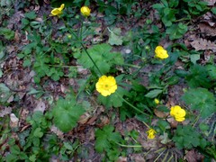 Ranunculus neapolitanus