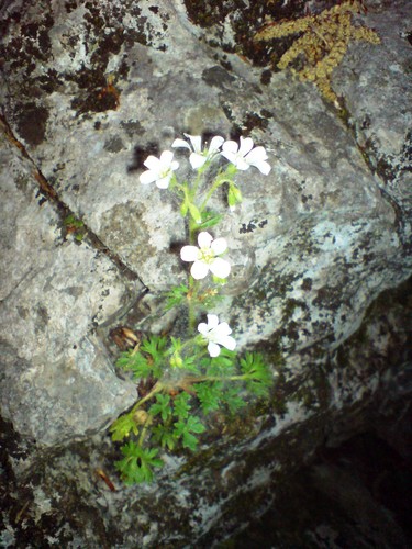 Saxifraga irrigua, photograph 3