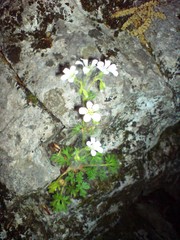 Saxifraga irrigua, photograph (c) Oleksandr Shynder, some rights reserved (CC BY)