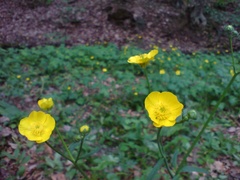 Ranunculus neapolitanus
