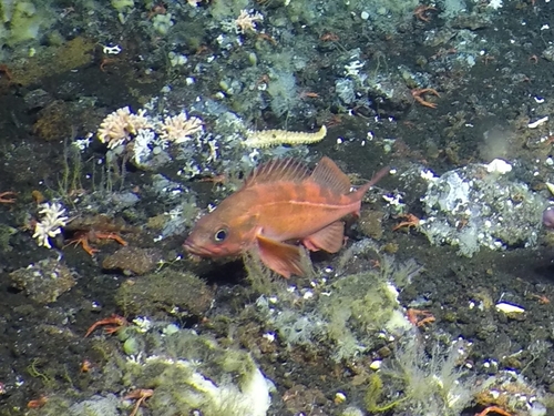Pinkrose rockfish (Sebastes variegatus) — Sebastidae