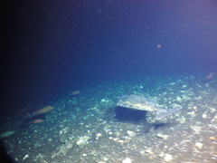 Hippoglossus stenolepis