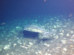 Hippoglossus stenolepis