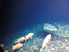 Hippoglossus stenolepis