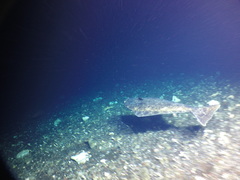 Hippoglossus stenolepis