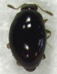 Ephistemus globulus