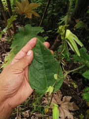 Passiflora crassifolia