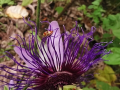 Passiflora crassifolia