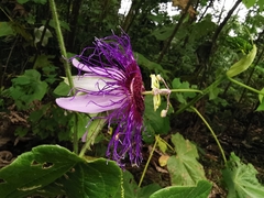 Passiflora crassifolia