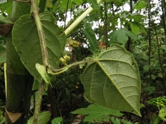 Passiflora crassifolia