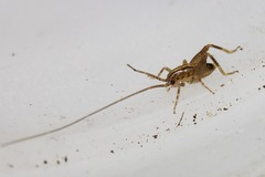 Talitropsis crassicruris
