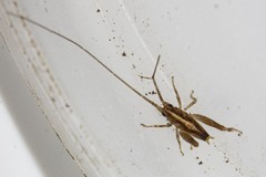 Talitropsis crassicruris