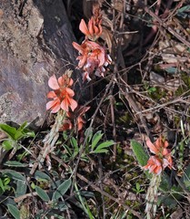 Indigofera campestris