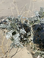 Astragalus lentiginosus micans