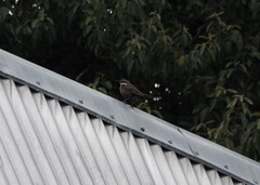 Cinclodes patagonicus