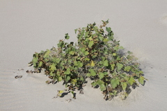 Xanthium strumarium canadense