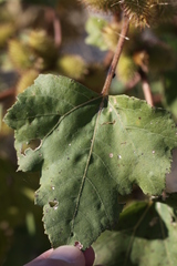 Xanthium strumarium canadense