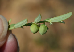 Synostemon trachyspermus